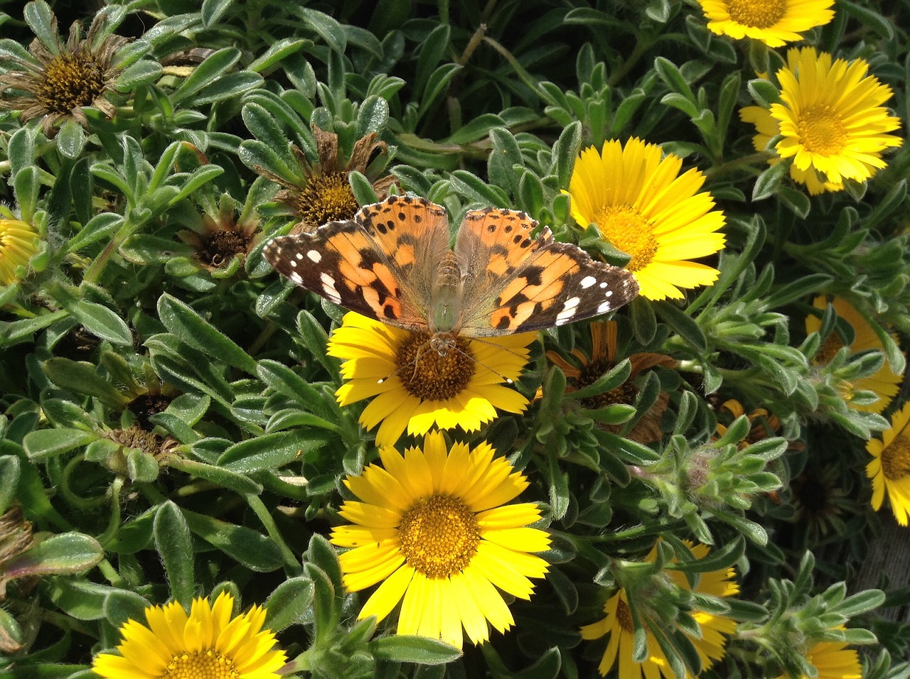 butterfly flowers insect free photo