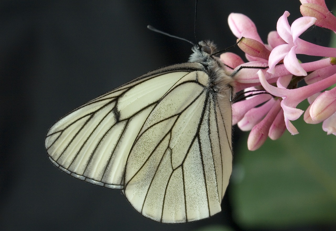 butterfly macro insect free photo