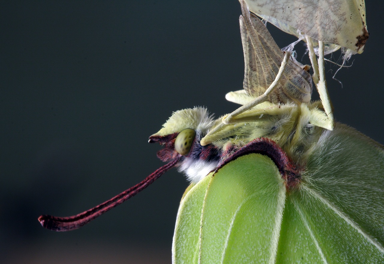 butterfly close up macro free photo