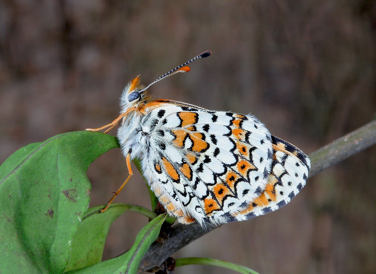 butterfly macro insect free photo