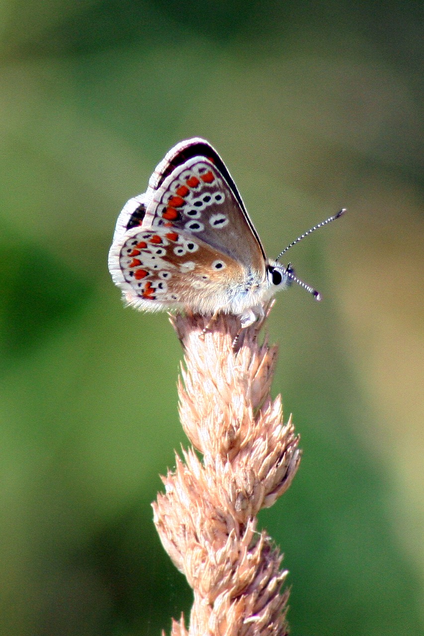 butterfly macro insect free photo