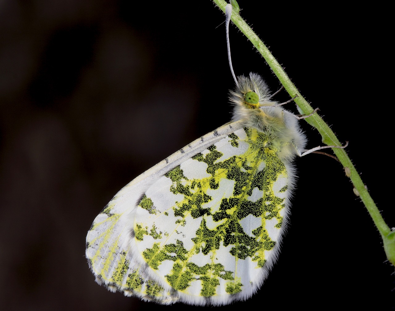 butterfly macro insect free photo