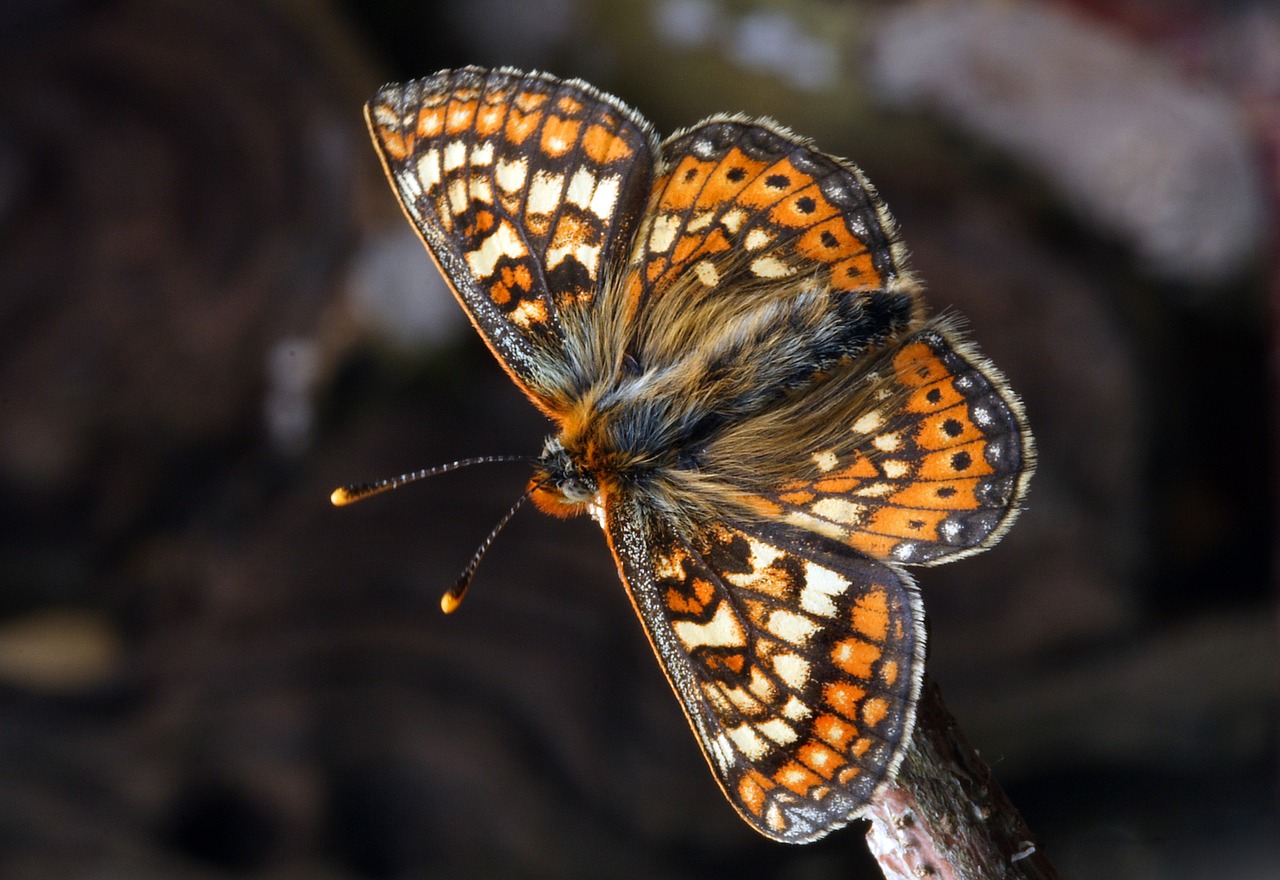 butterfly macro insect free photo