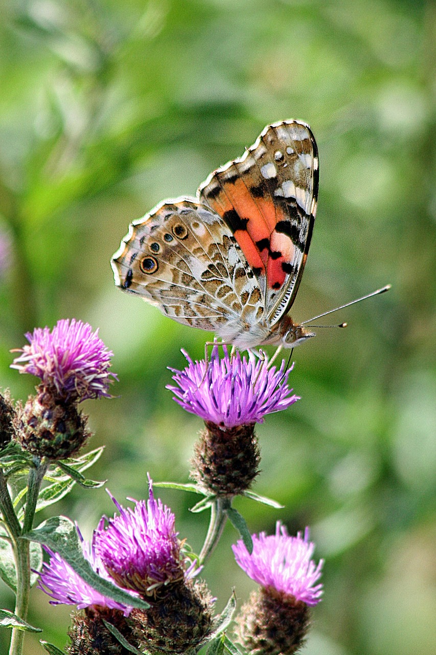 butterfly macro insect free photo