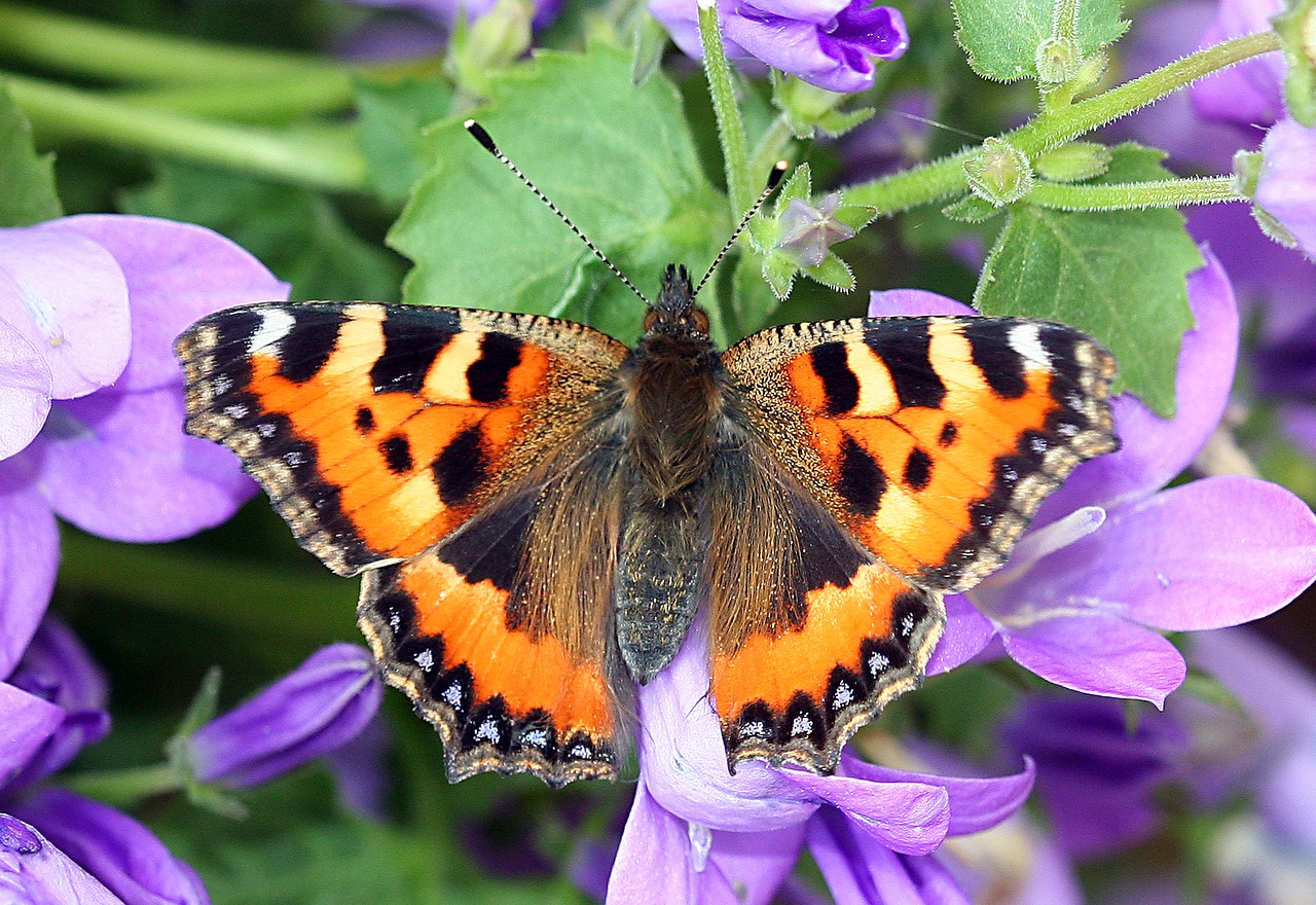 butterfly macro insect free photo