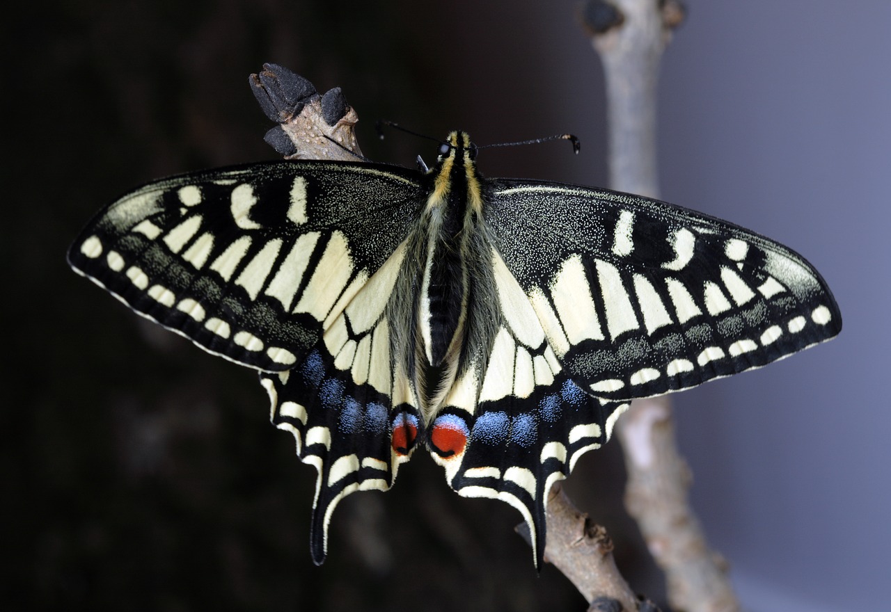 butterfly macro insect free photo