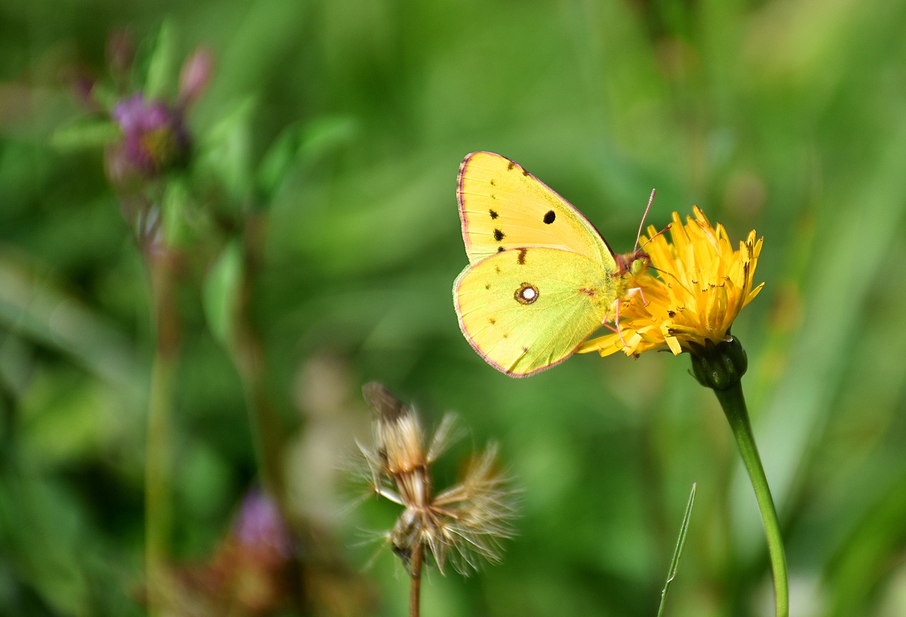butterfly golden eight colias hyale free photo