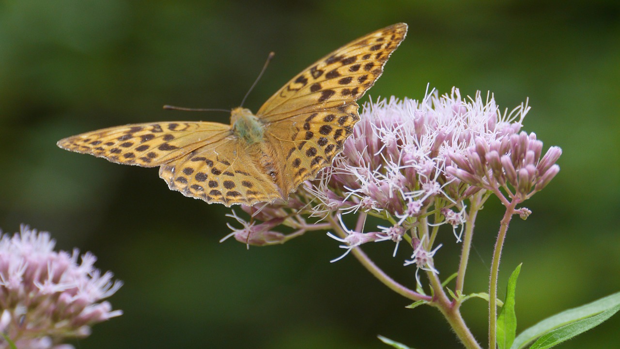 butterfly nature flower free photo