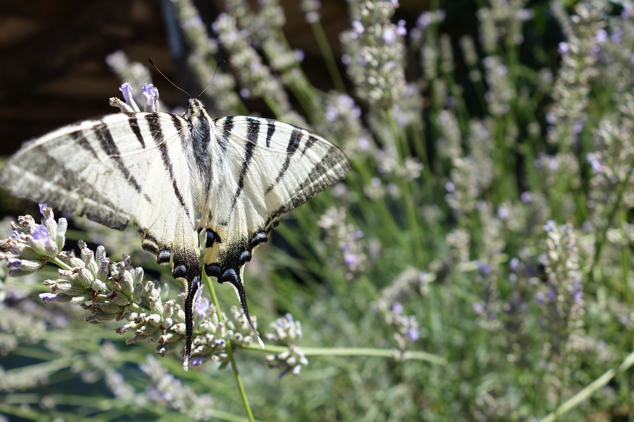 butterfly nature bug free photo