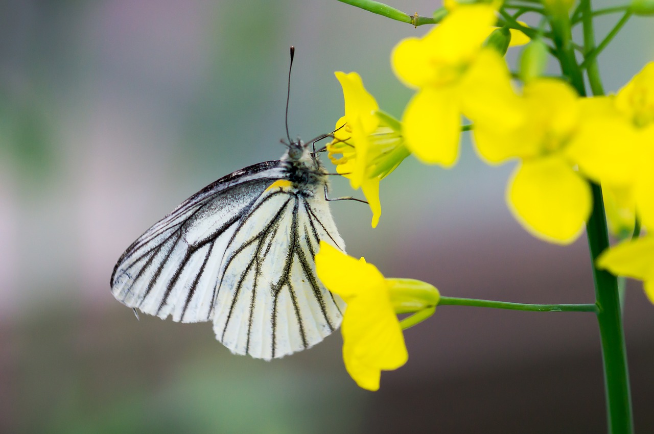 butterfly eating insect free photo