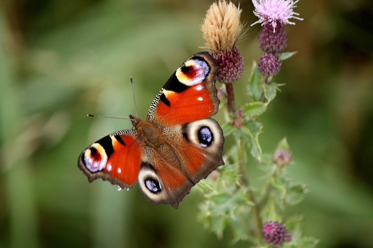 butterfly peacock insect free photo