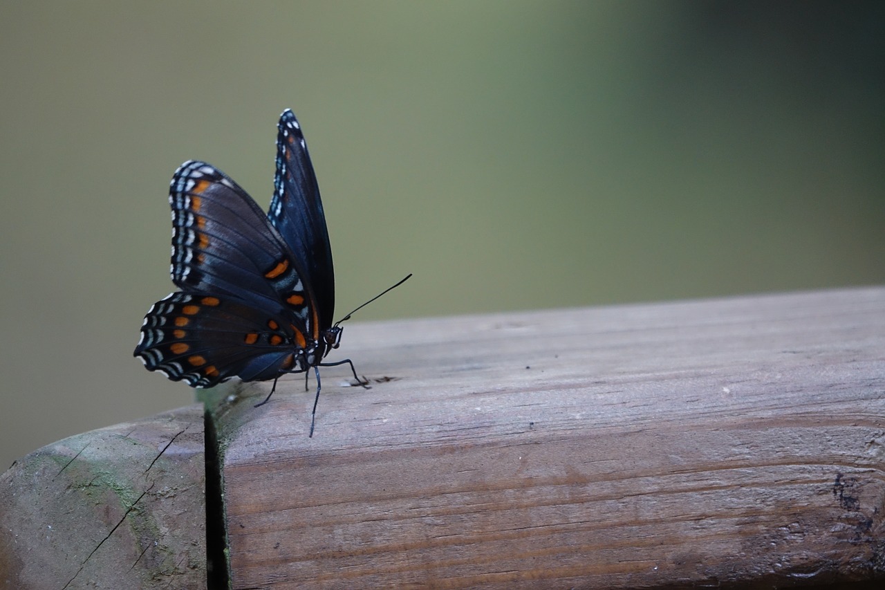 butterfly bug insect free photo