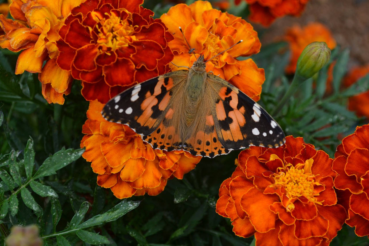 butterfly orange flowers garden free photo