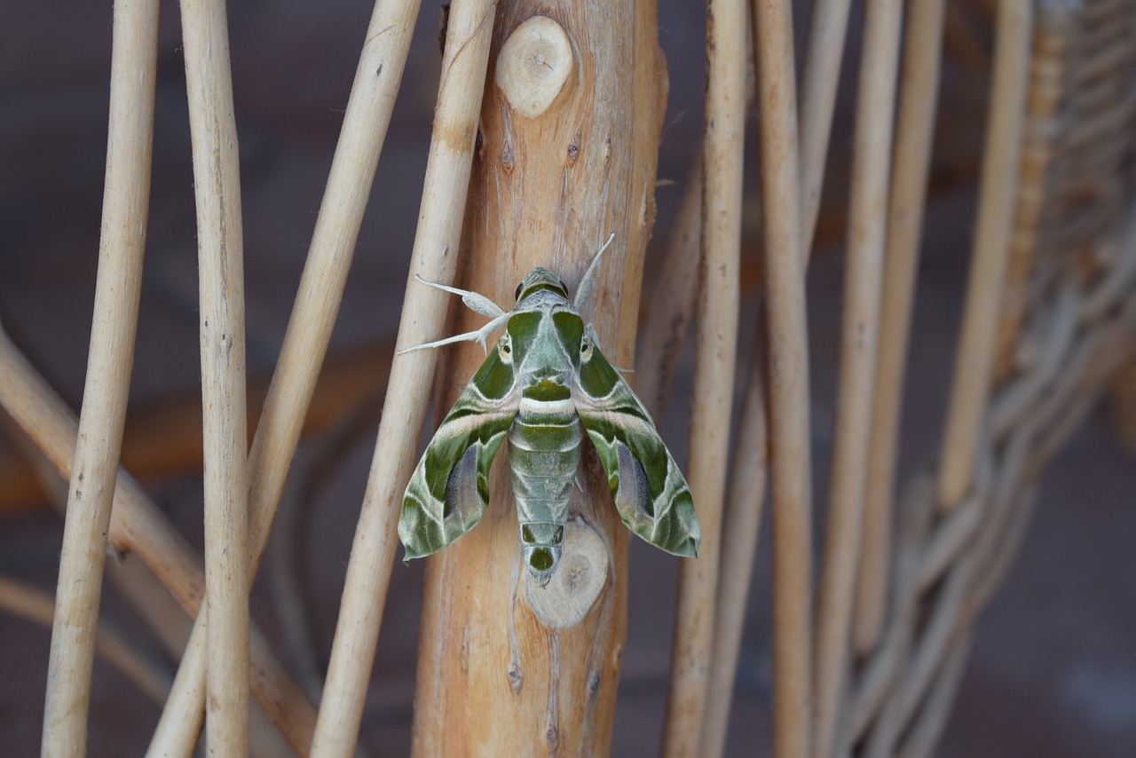 butterfly insect green free photo