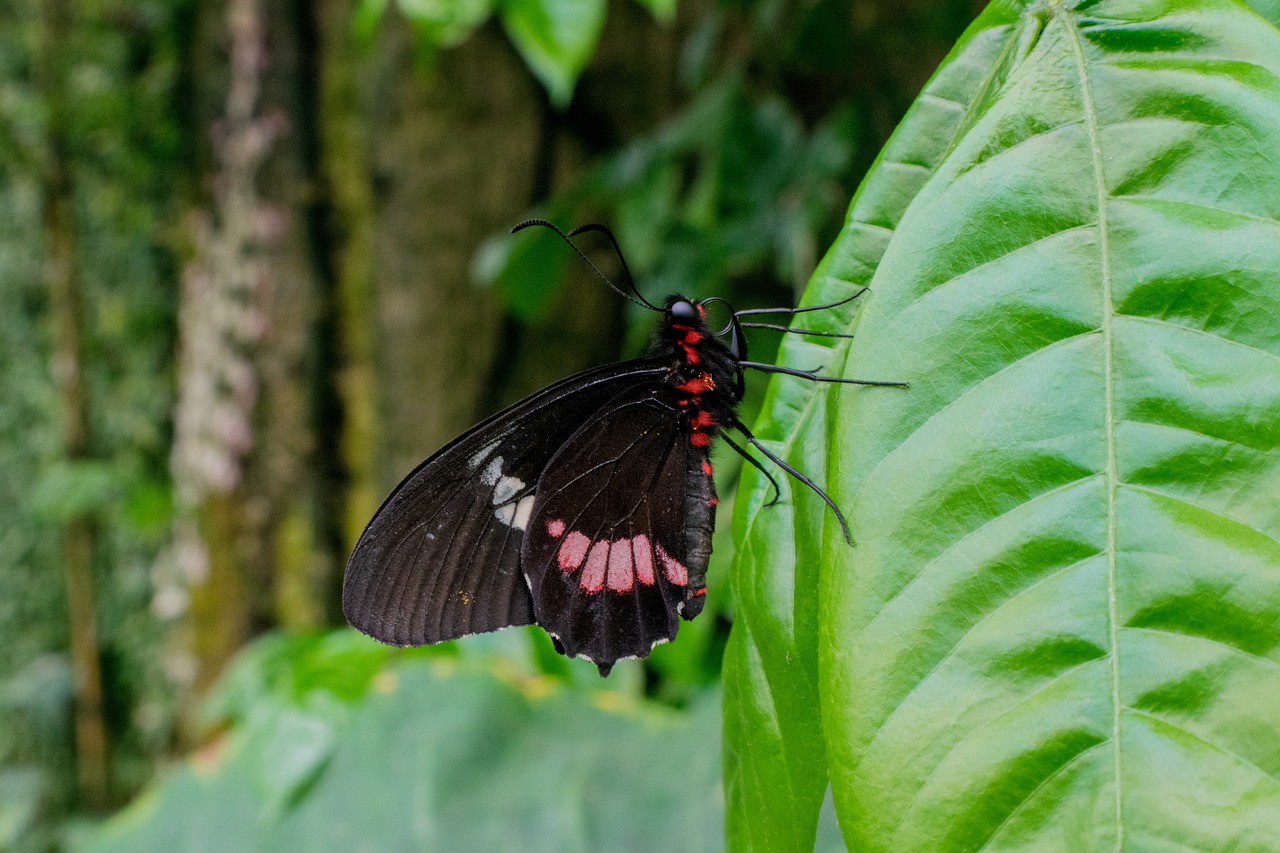 butterfly insect garden free photo