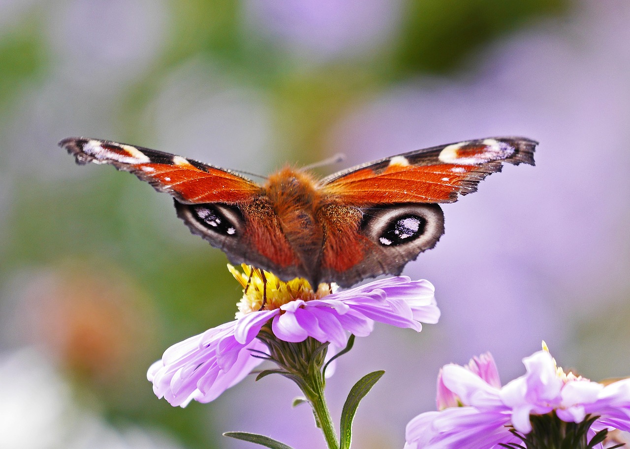 butterfly peacock butterfly aster free photo