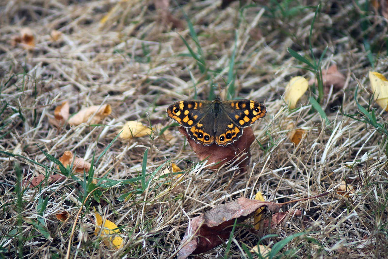 butterfly insects colorful free photo