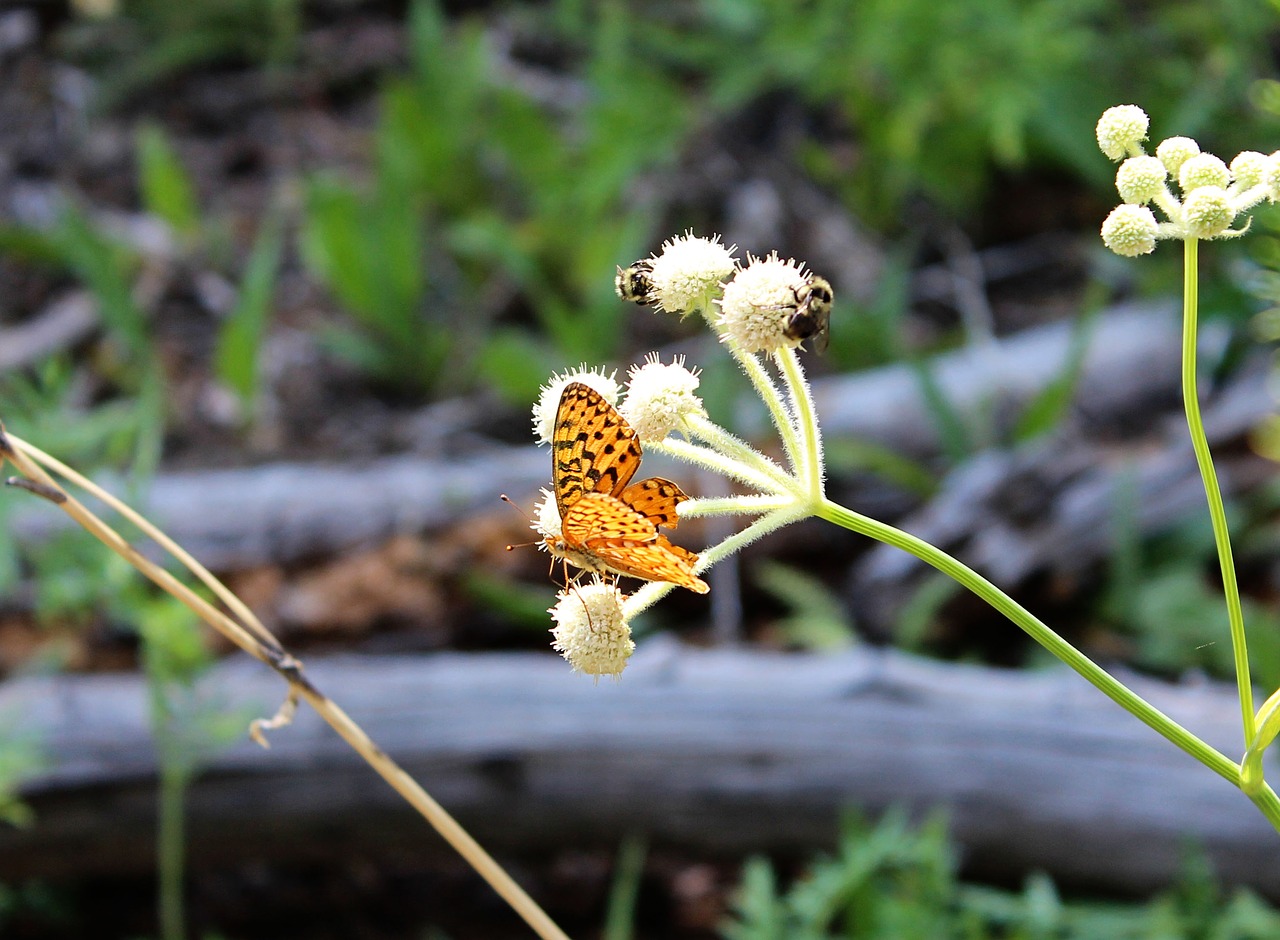 butterfly flower insect free photo