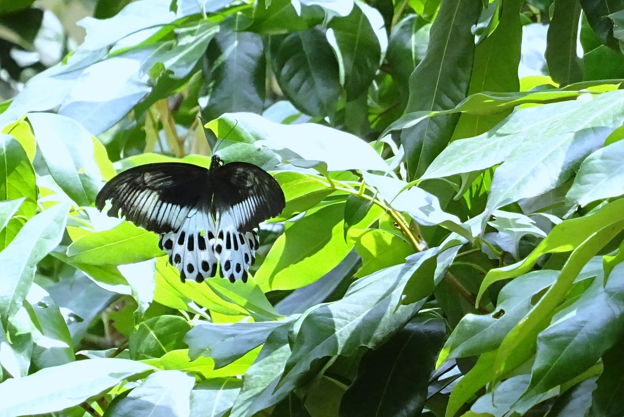 butterfly insect blue mormon free photo