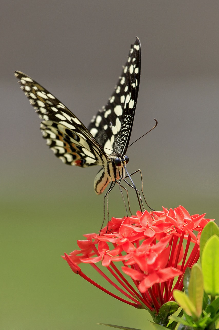 butterfly nature insects free photo