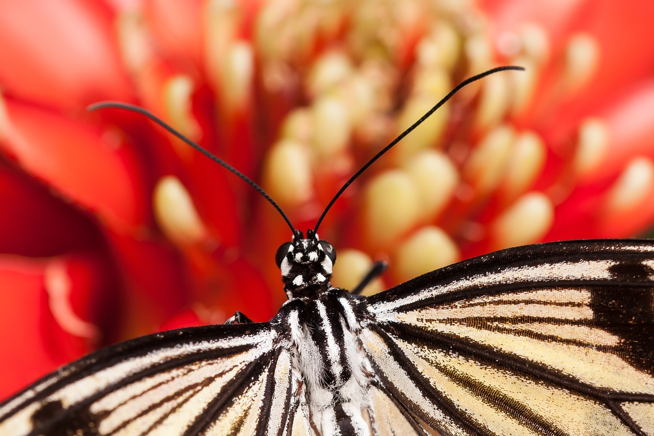 butterfly blossom bloom free photo