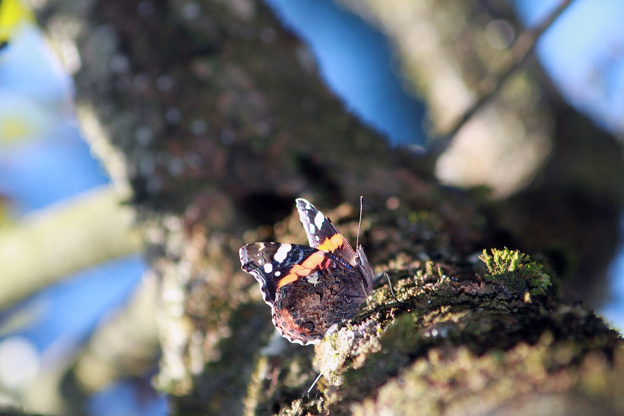 butterfly insect colorful free photo