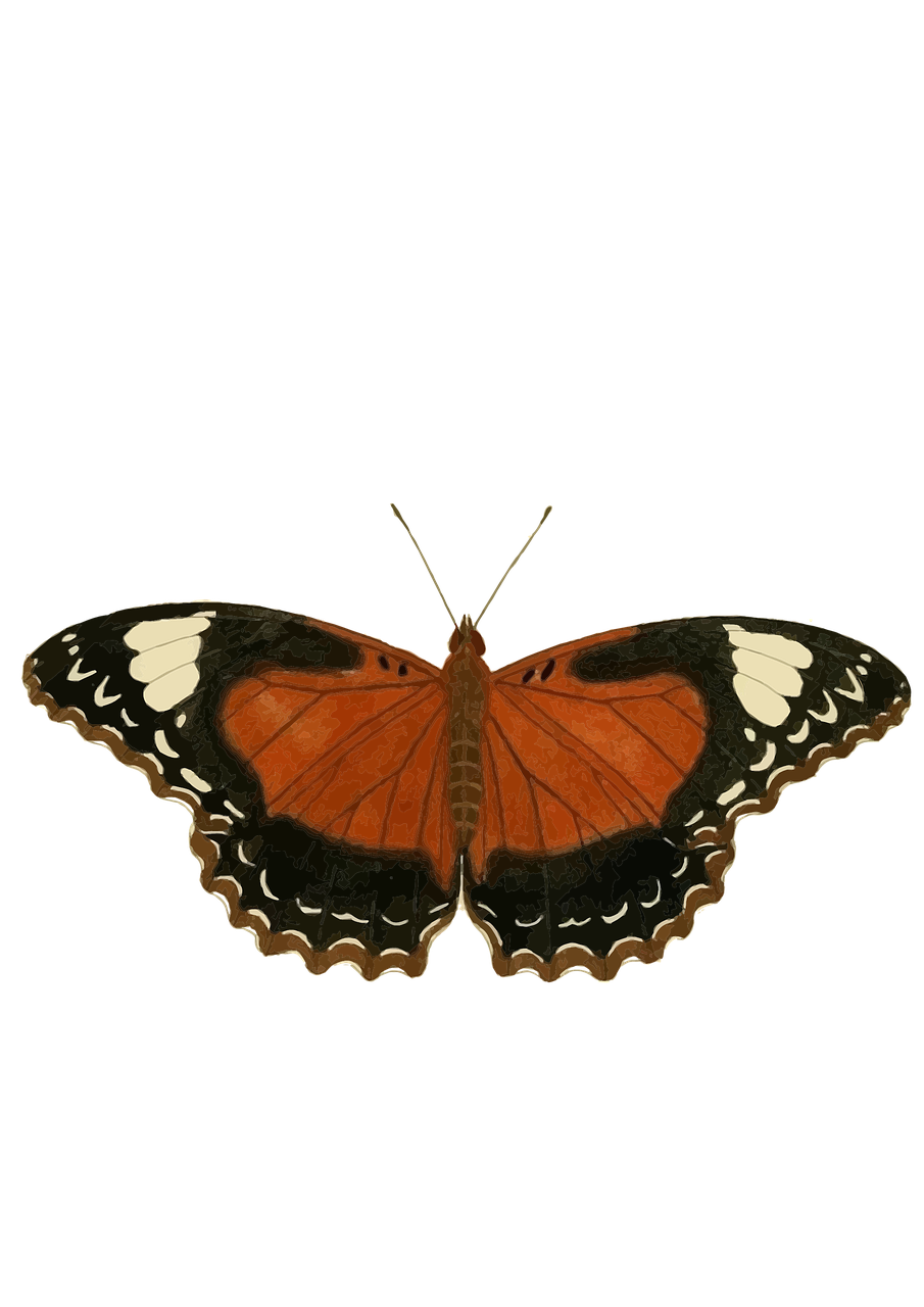 butterfly orange insect free photo