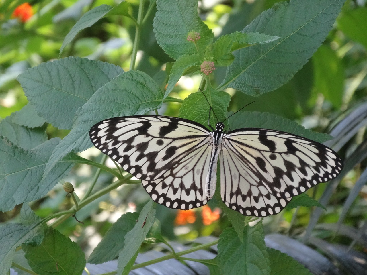 butterfly insect animal free photo