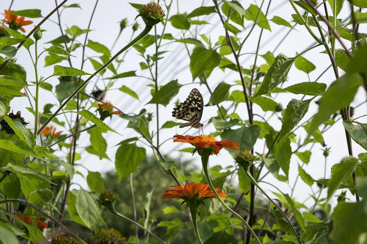 butterfly insects animals free photo