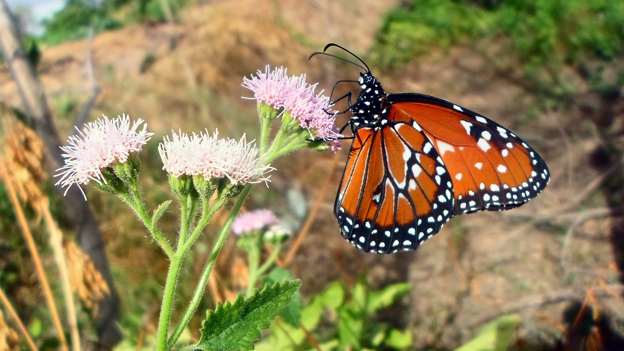 butterfly flowers nature free photo