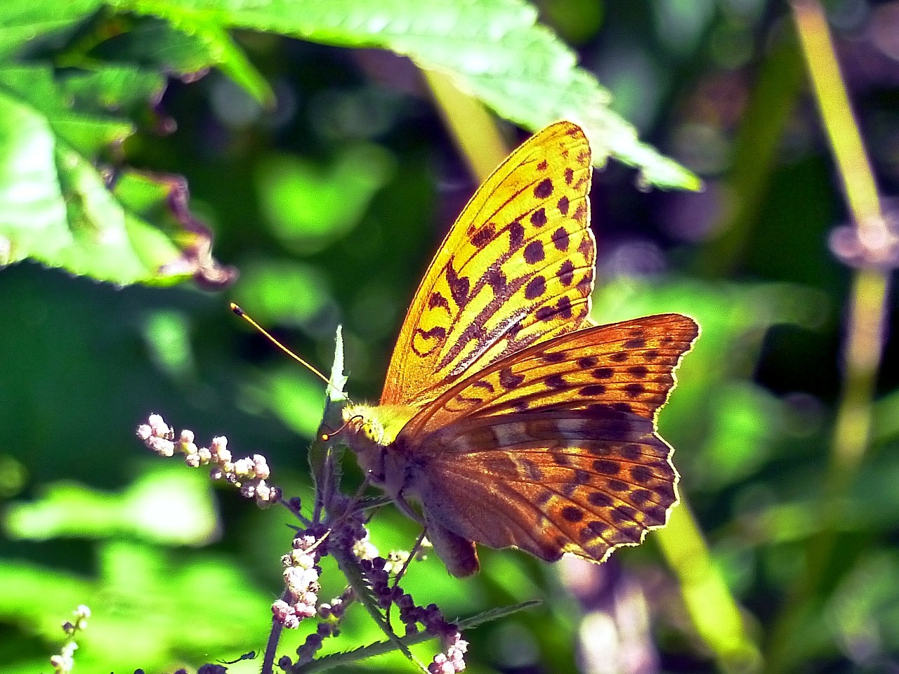 butterfly nature insect free photo