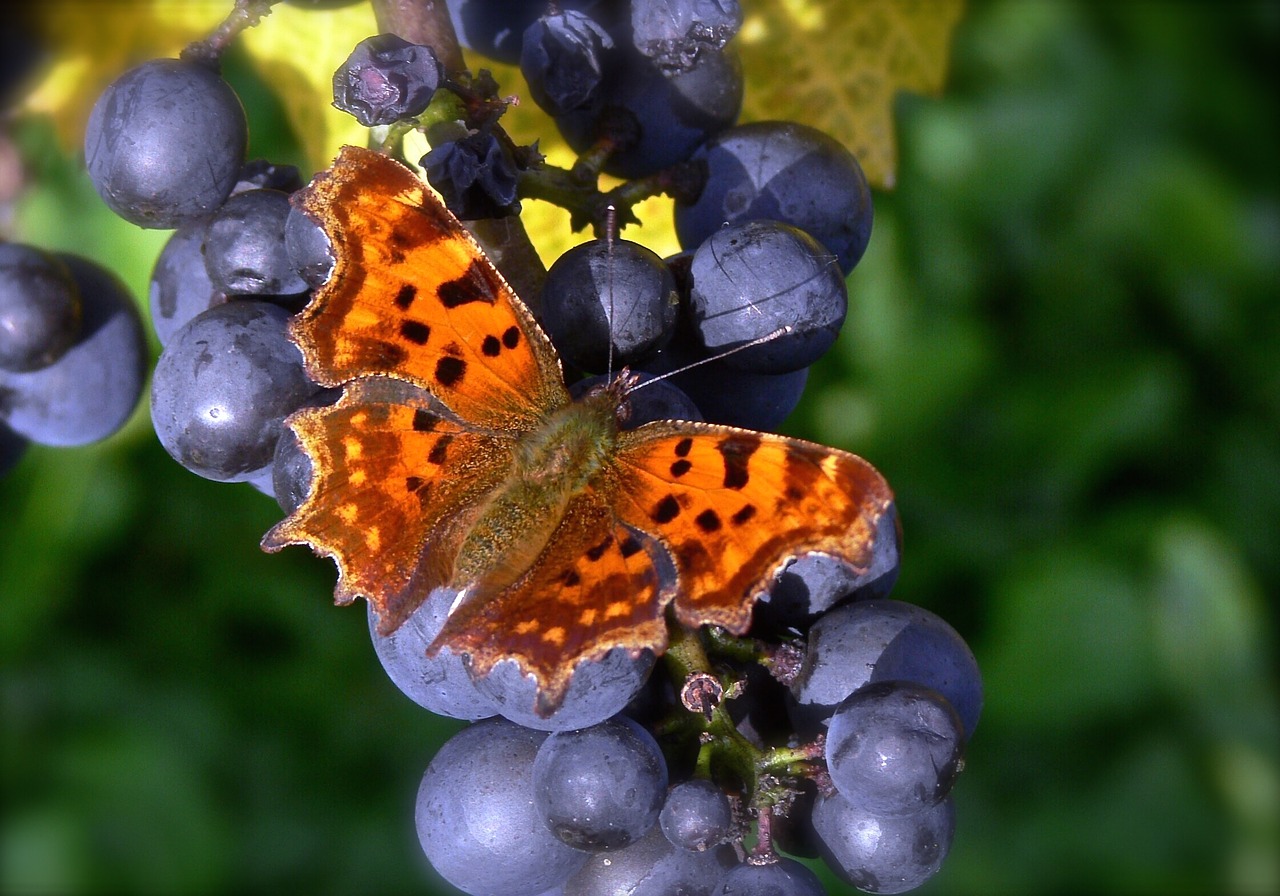 butterfly autumn grapes free photo