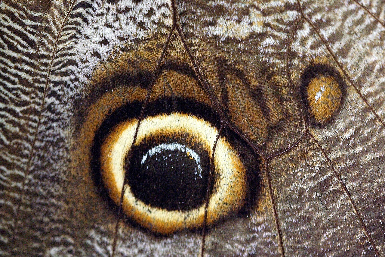 butterfly close up macro free photo