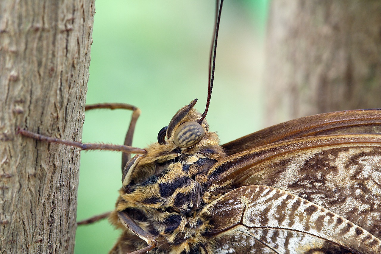 butterfly macro close up free photo