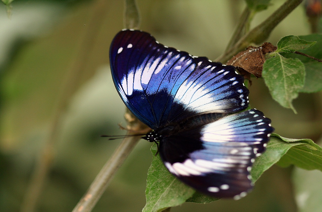 butterfly macro close up free photo