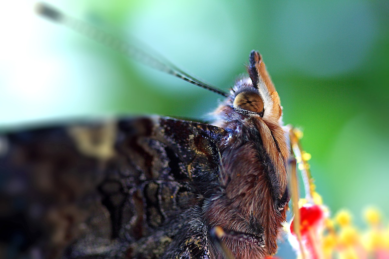 butterfly close up macro free photo