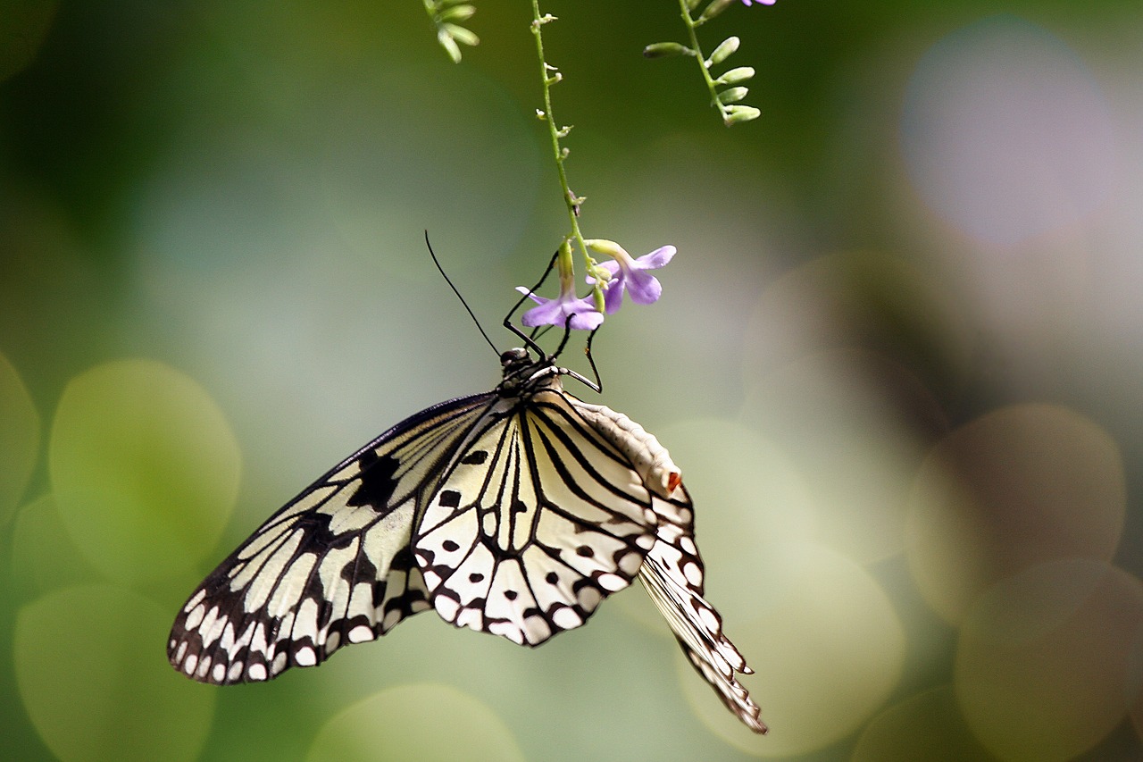 butterfly tropical flower free photo