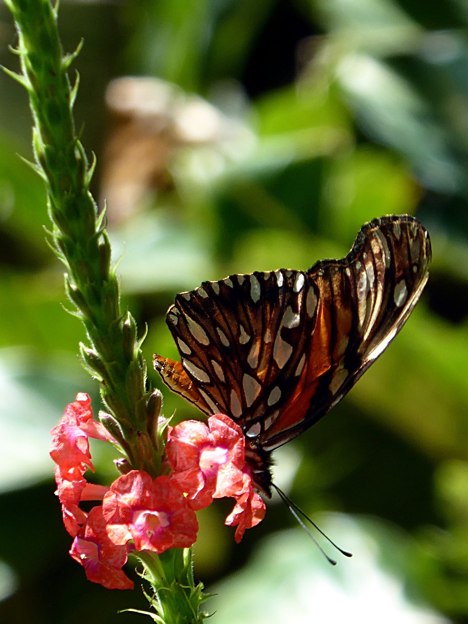 butterfly black orange free photo