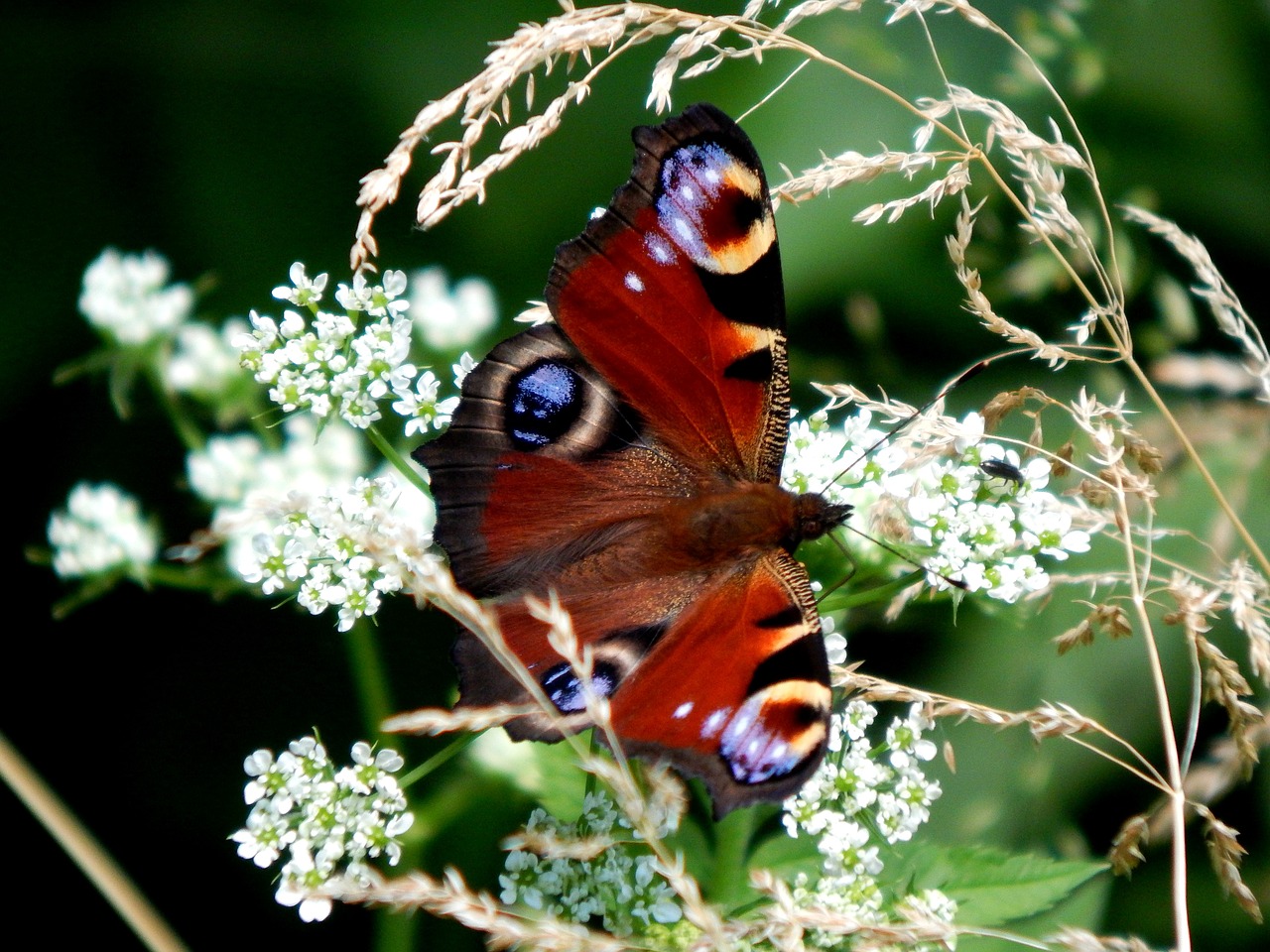 butterfly butterfly peacock babočkovití free photo