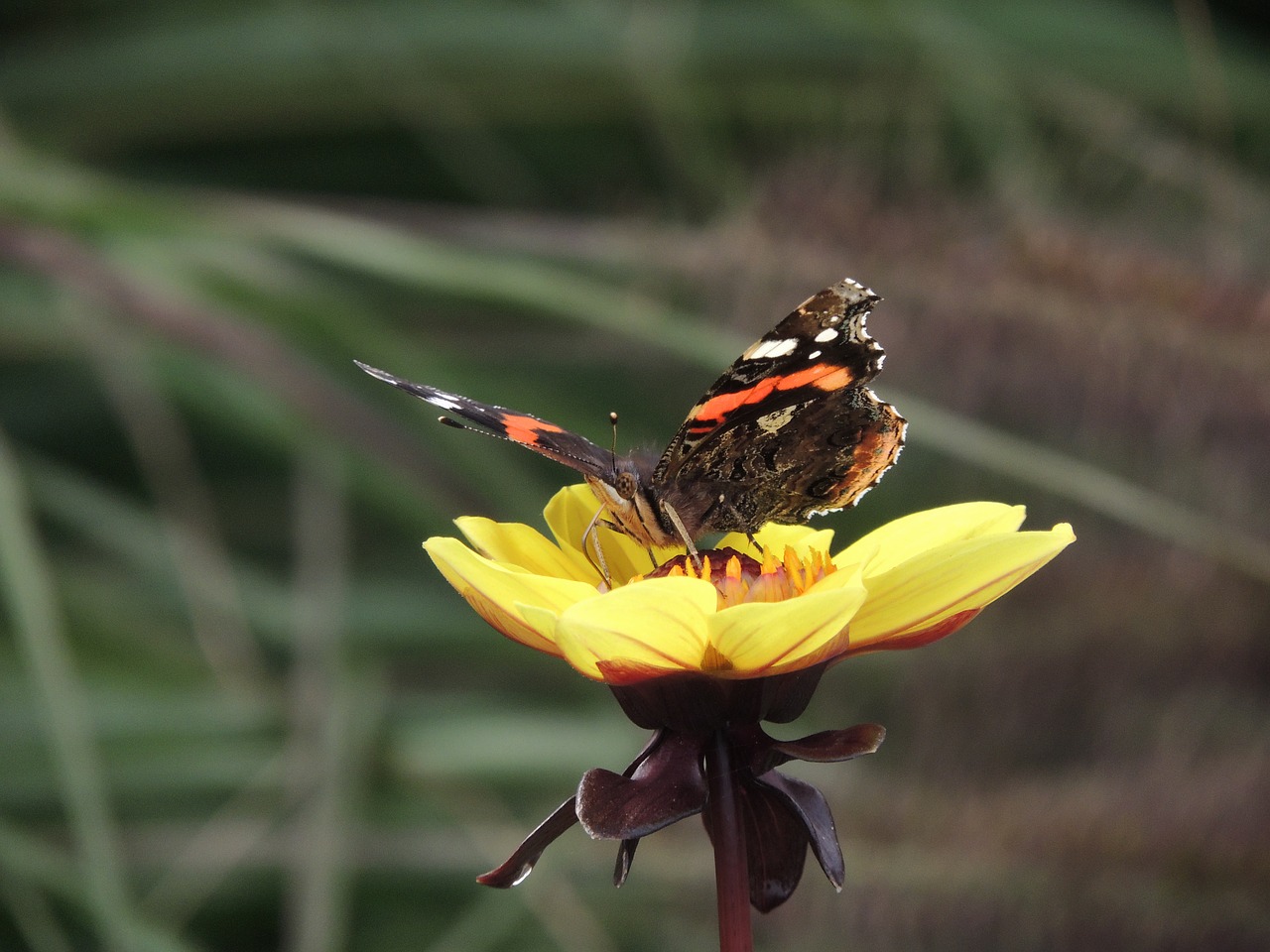 butterfly flower detail free photo