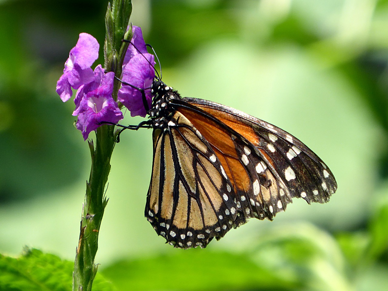 butterfly insect costa rica free photo