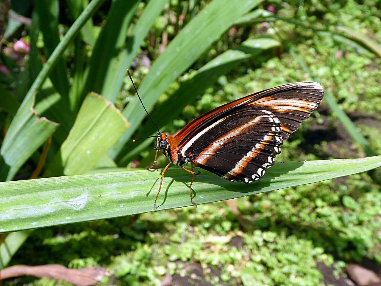 butterfly insect moth free photo