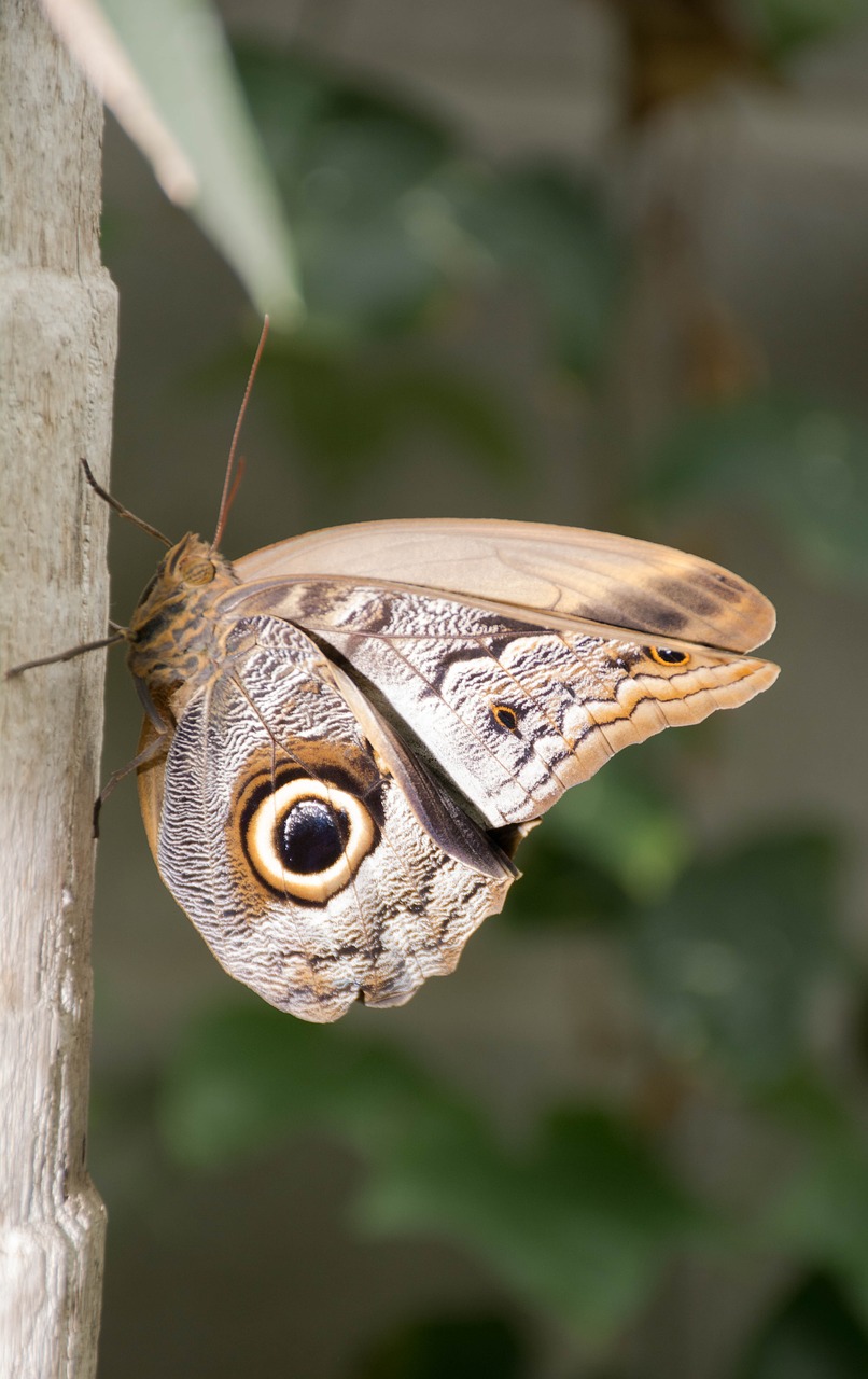 butterfly nature animals free photo