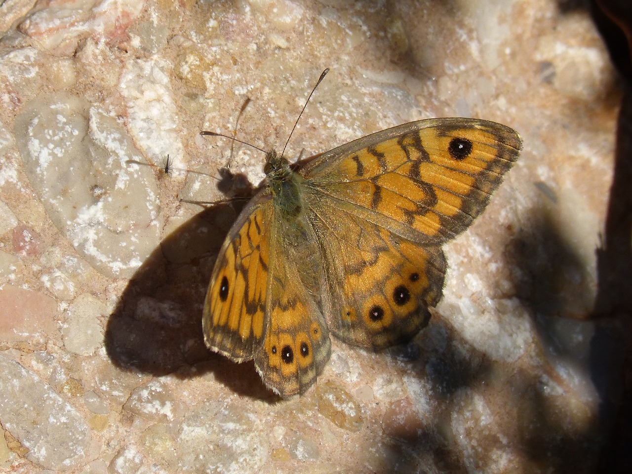 butterfly rock detail free photo