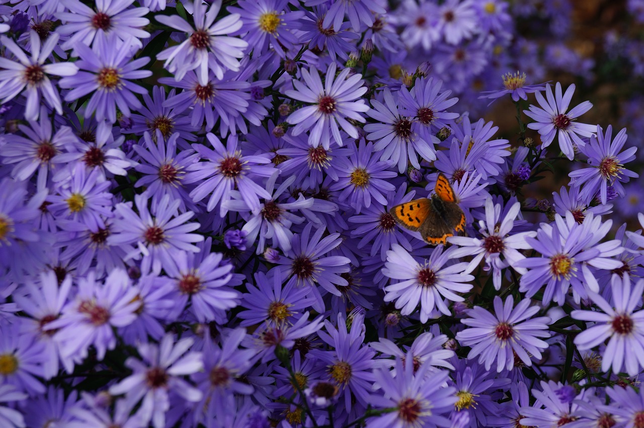 butterfly flowers chrysanthemum free photo