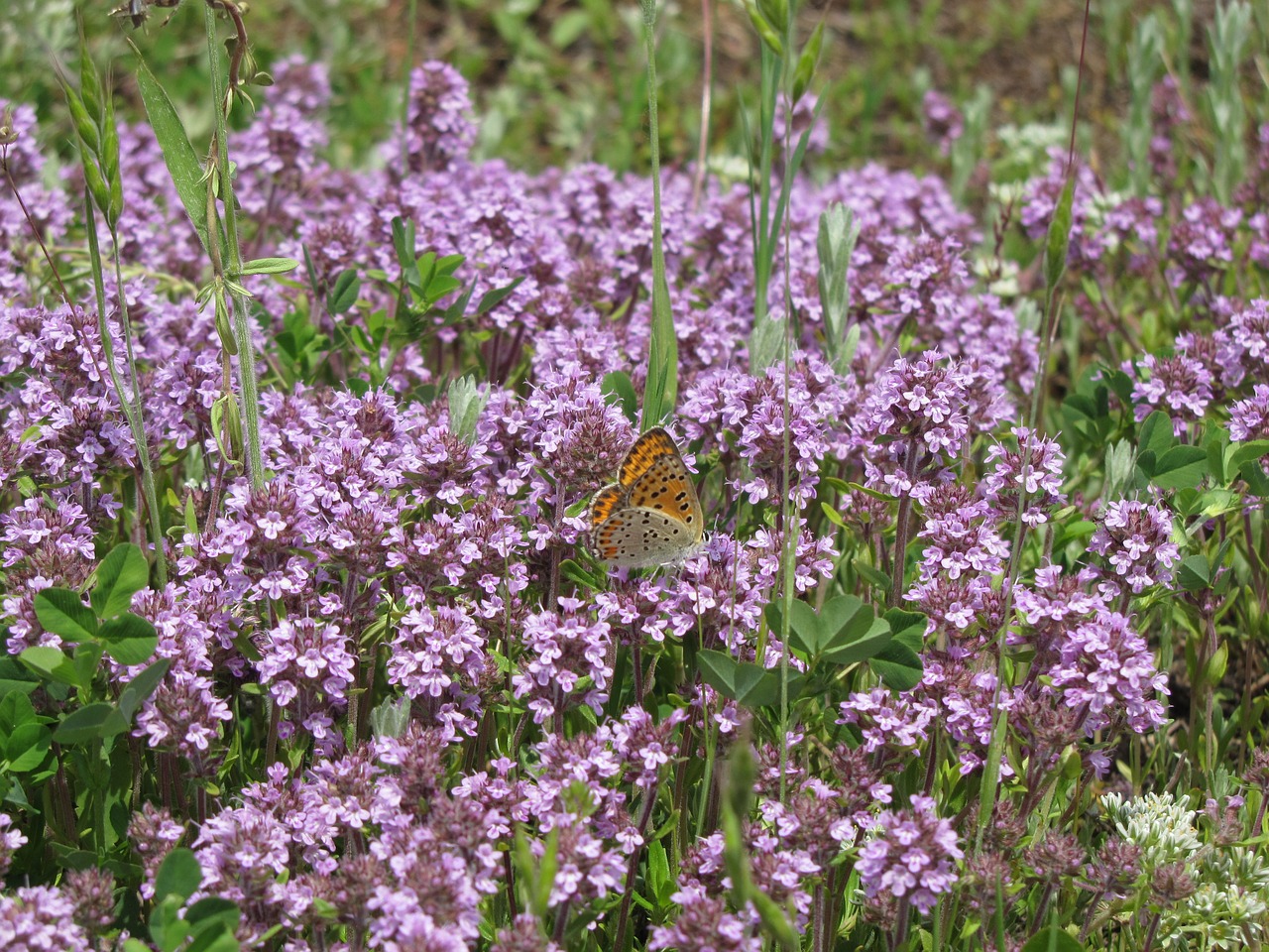 butterfly flowers nature free photo