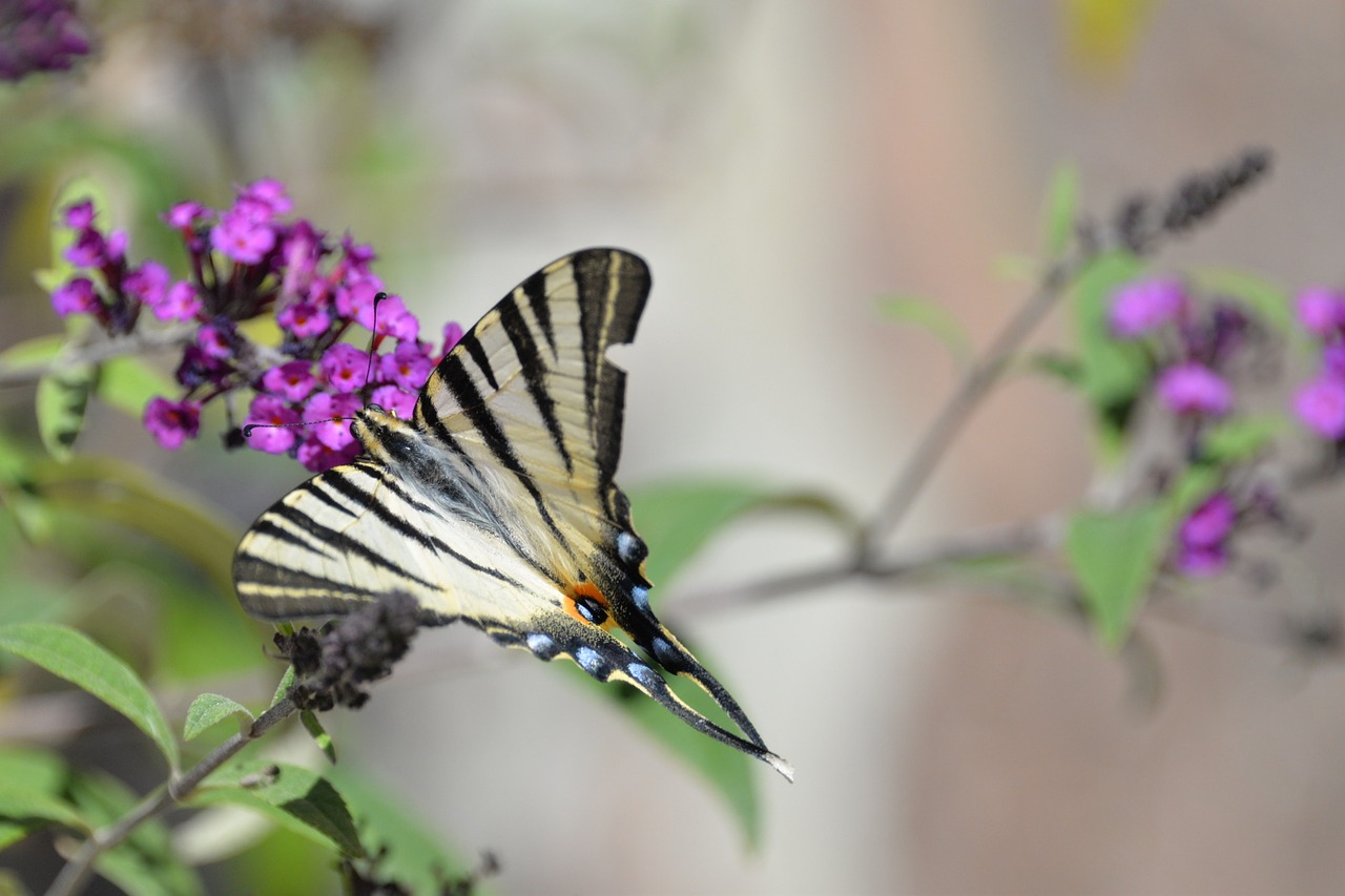butterfly tigerprint bug free photo