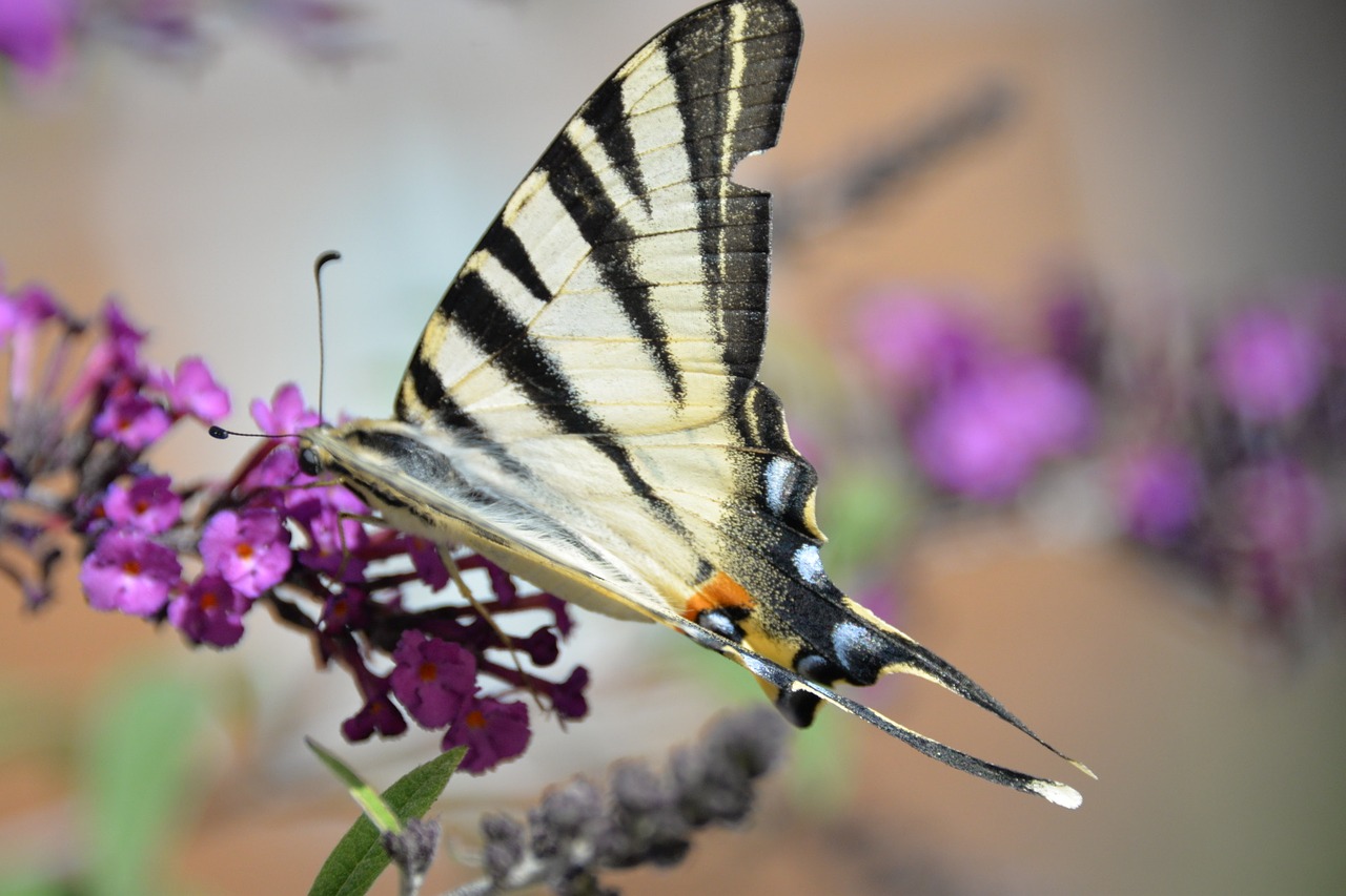 butterfly tigerprint bug free photo