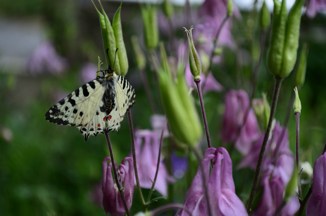 butterfly nature floral free photo