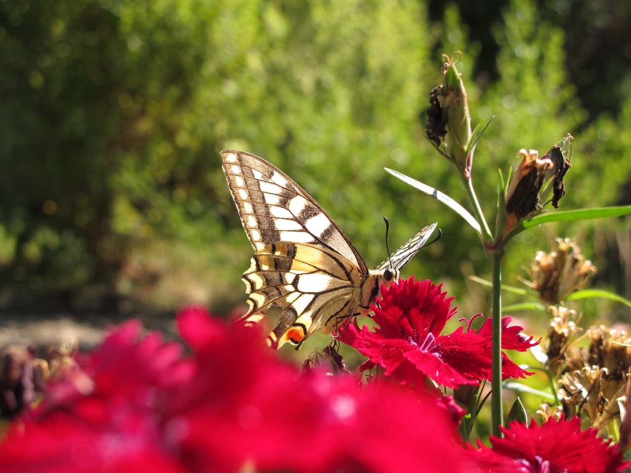 butterfly flamed nature free photo